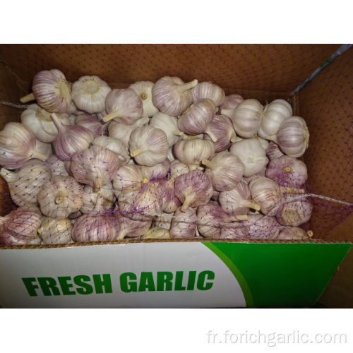 New Fresh Garlic High Quality Meilleur prix